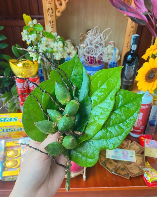 sam le boc bat huong 6